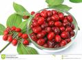 زغال اخته